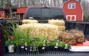 Truck, plants