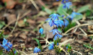 blue flowers