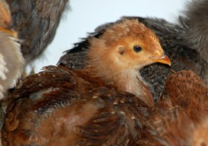 chicks 3 weeks