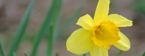 cropped-3-13-daffodil.jpg