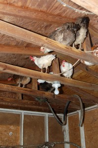 4-13 chickens rafters