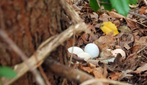 4-13 egg nest in woods