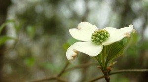 4-13 white dogwood