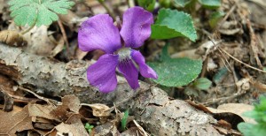 4-13  wildflower purple