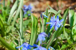 blue flowers 2