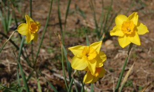 daffodils