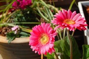 pink flowers