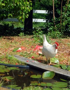 5-13 chicken by pond