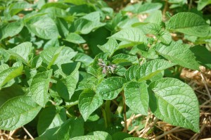 5-13 potato flower