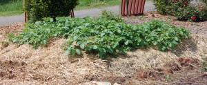 5-13 potato mound